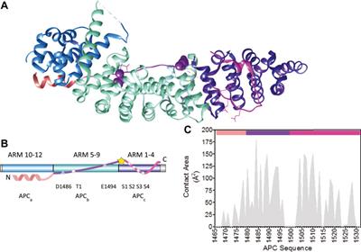 Multivalent Interaction of Beta-Catenin With its Intrinsically Disordered Binding Partner <mark class="highlighted">Adenomatous Polyposis Coli</mark>